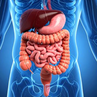 Allège la digestion et le ventre